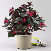 Fuchsie 'Koralle', orangerot, Topf-Ø 17 cm, 2 Pflanzen Fuchsie 'Koralle', orangerot, Topf-Ø 17 cm, 2 Pflanzen