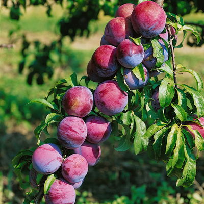 Kölle Bio Säulenmirabelle 'Ruby'®, Topf 10 Liter Kölle Bio Säulenmirabelle 'Ruby'®, Topf 10 Liter