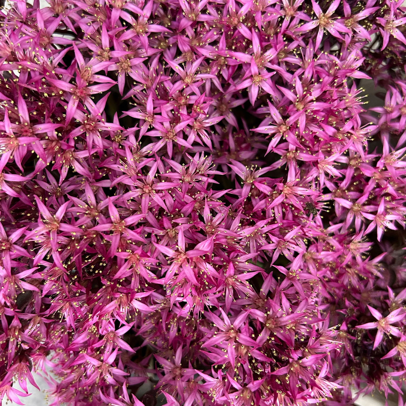 Sedum spurium ''Spot On® Deep Rose', dunkelrosa, Topf-Ø 13 cm, 6er-Set