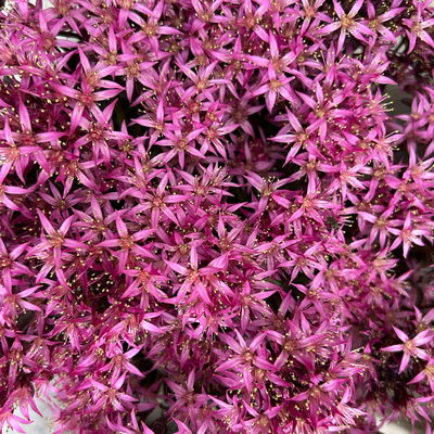 Sedum spurium ''Spot On® Deep Rose', dunkelrosa, Topf-Ø 13 cm, 6er-Set Sedum spurium ''Spot On® Deep Rose', dunkelrosa, Topf-Ø 13 cm, 6er-Set