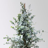 Eukalyptus, Pyramide, Topf-Ø 27 cm, Höhe ca. 105 cm