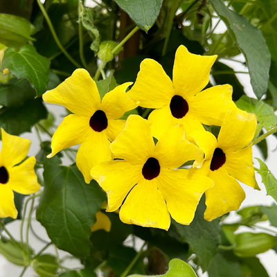 Schwarzäugige Susanne, Pyramide, Farbe zufällig, Topf-Ø 21cm