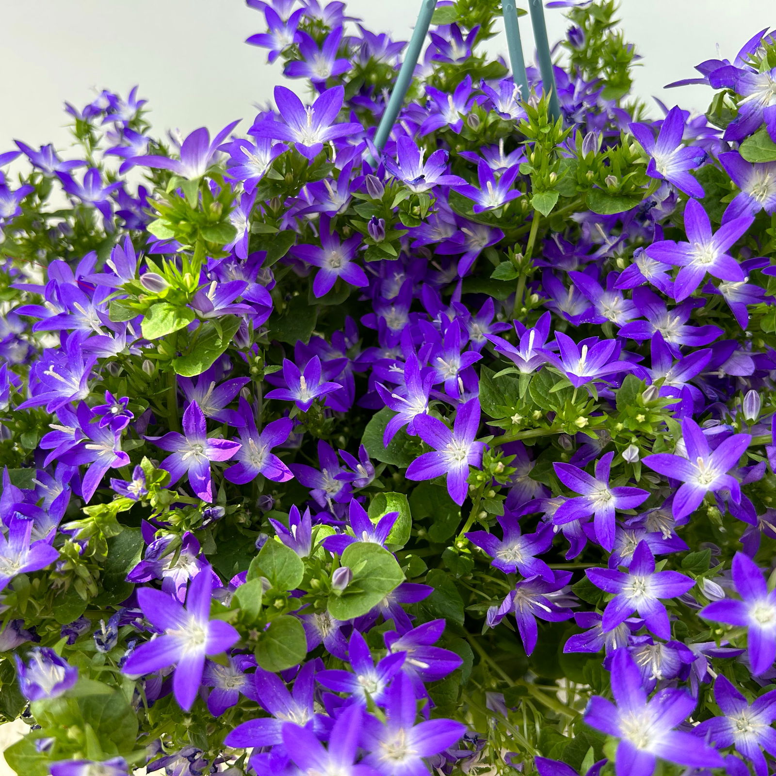 Hängepolster-Glockenblume 'Adansa® Purple' blau-weiß, Ampeltopf-Ø 19 cm