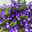 Hängepolster-Glockenblume 'Adansa® Purple' blau-weiß, Ampeltopf-Ø 19 cm
