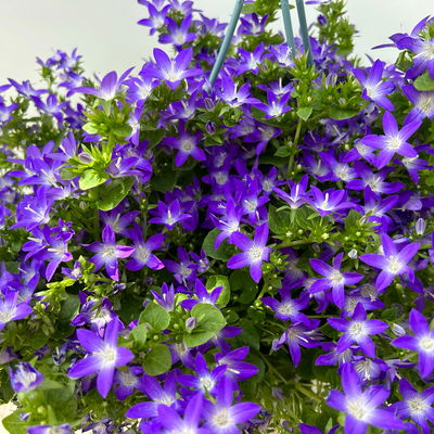 Polster-Glockenblume 'Adansa® Purple', blau-weiß, Ampeltopf-Ø 19 cm, 2 Pflanzen