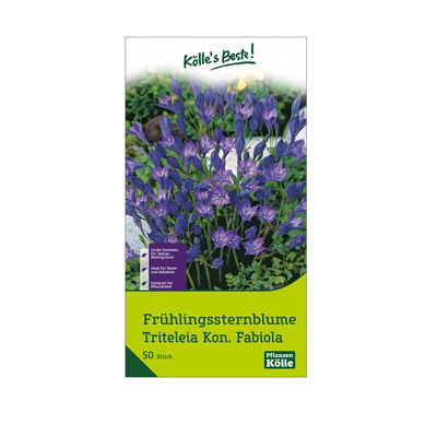 Frühlingssternblume Königin Fabiola (Triteleia) blau, 50 Blumenzwiebeln