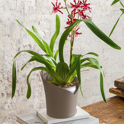 Lechuza 'Orchidea', taupe matt, ca. Ø 18 x H 20 cm