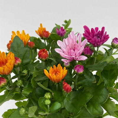 Chrysanthemen 'Trio', rosa-lila-orange, Topf-Ø 12 cm, 6 Pflanzen Chrysanthemen 'Trio', rosa-lila-orange, Topf-Ø 12 cm, 6 Pflanzen