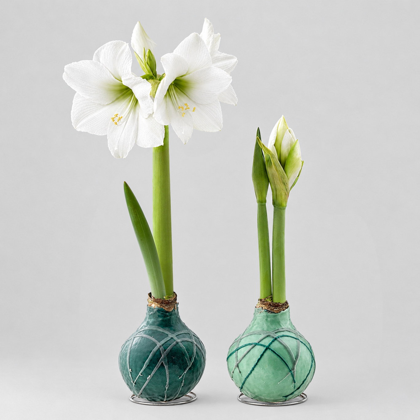 Amaryllis in Wachs, Dekor 'Forest', Farbe zufällig, Blüte weiß, 2 Pflanzen