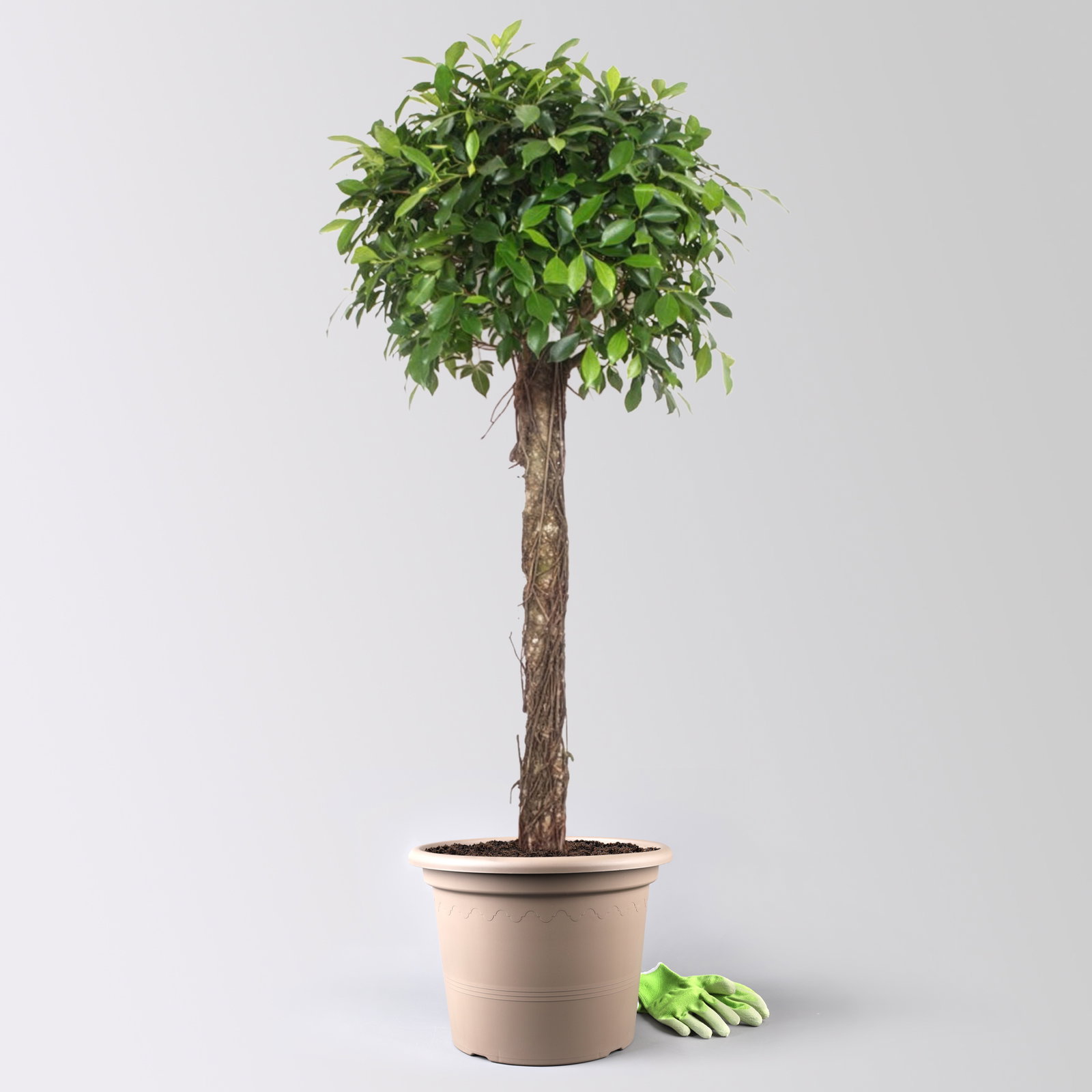 Lorbeerfeige, Stamm, Topf-Ø 40 cm, Höhe ca. 170 cm