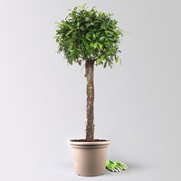 Lorbeerfeige, Stamm, Topf-Ø 40 cm, Höhe ca. 170 cm