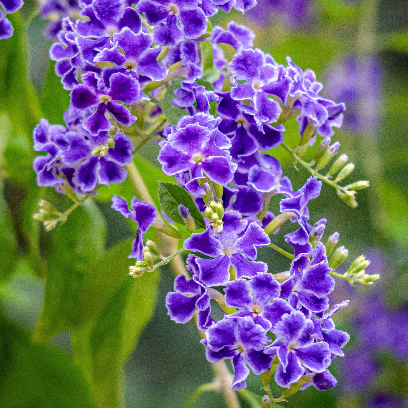 Himmelsblüte, Pyramide, Topf-Ø 17 cm, Höhe ca. 75 cm, 2 Pflanzen