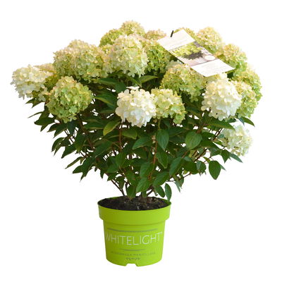 Rispenhortensie 'Whitelight'®, 3er-Set, Höhe 40-60 cm, Topf 5 Liter Rispenhortensie 'Whitelight'®, 3er-Set, Höhe 40-60 cm, Topf 5 Liter
