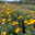 Bio Winteraster gelb, Topf 11x11 cm, 3 Pflanzen Bio Winteraster gelb, Topf 11x11 cm, 3 Pflanzen