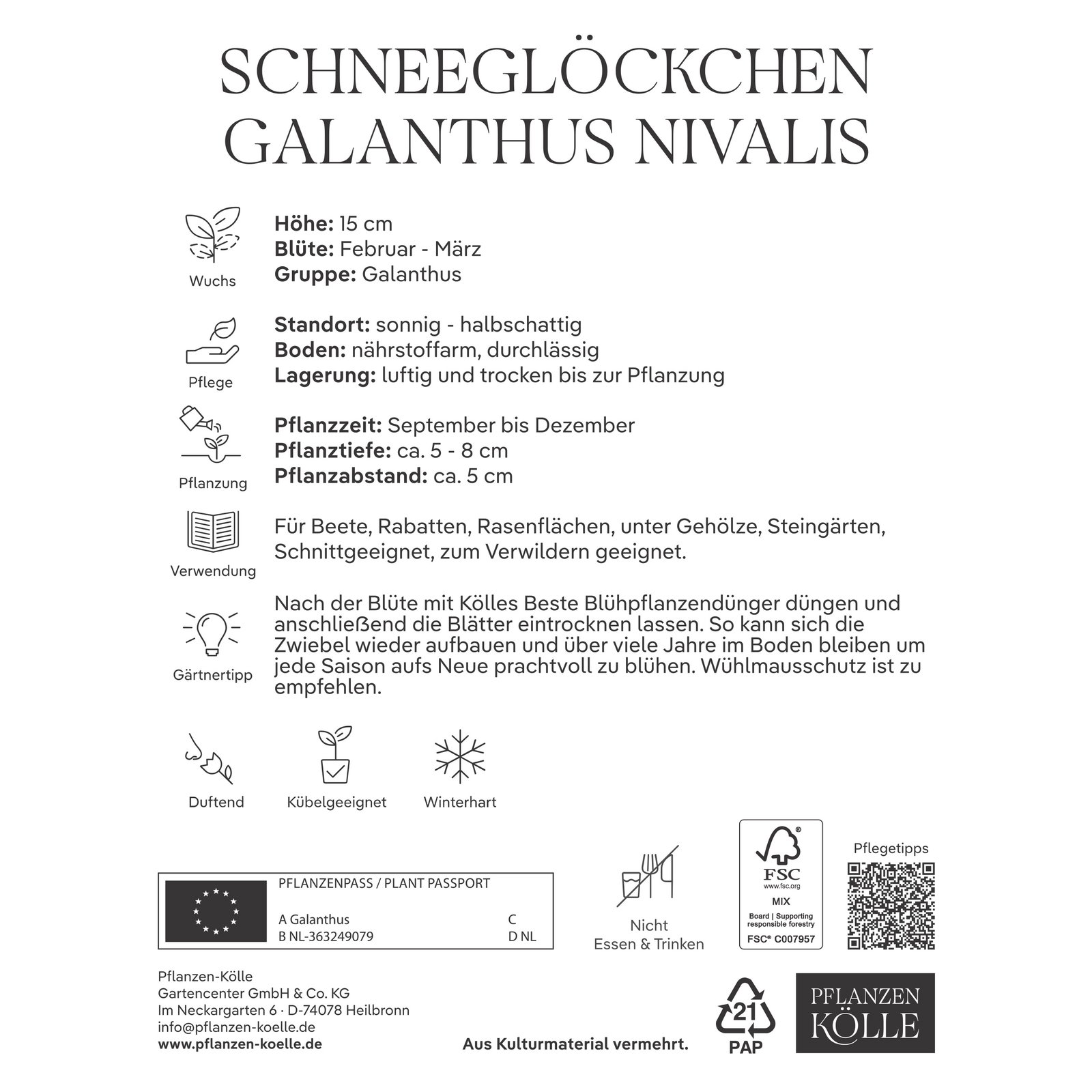 Kölles Beste Schneeglöckchen Galanthus nivalis, 10 Blumenzwiebeln Kölles Beste Schneeglöckchen Galanthus nivalis, 10 Blumenzwiebeln