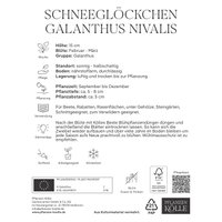 Kölles Beste Schneeglöckchen Galanthus nivalis, 10 Blumenzwiebeln Kölles Beste Schneeglöckchen Galanthus nivalis, 10 Blumenzwiebeln