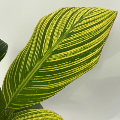 Canna 'Pretoria', Blätter gestreift, Topf-Ø 17 cm, 2 Pflanzen