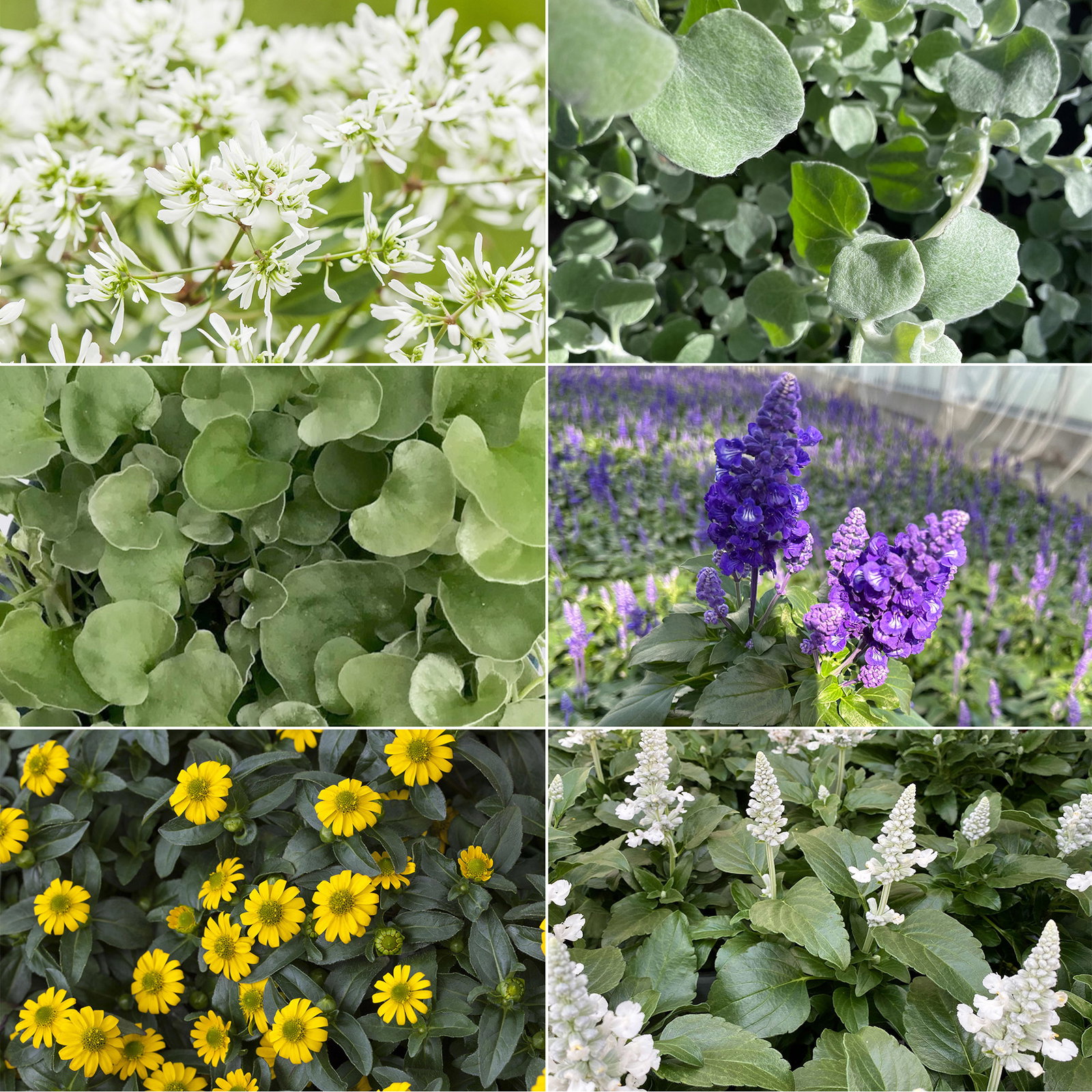 Pflanzenkreation 'Pflegeleicht', 12 Pflanzen inkl. Erde und Dünger