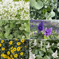 Pflanzenkreation 'Pflegeleicht', 12 Pflanzen inkl. Erde und Dünger