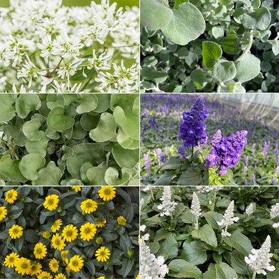 Pflanzenkreation 'Pflegeleicht', 12 Pflanzen inkl. Erde und Dünger