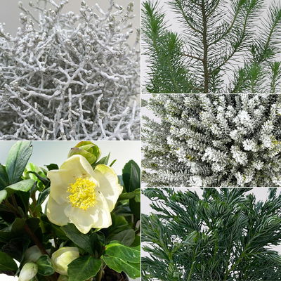 Pflanzenkreation Winterweiß, 5 Pflanzen + Lichterkette + Erde Pflanzenkreation Winterweiß, 5 Pflanzen + Lichterkette + Erde