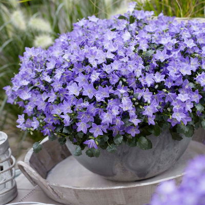 Glockenblume 'Spring Bell®' blau, Topf-Ø 12 cm, 3 Pflanzen