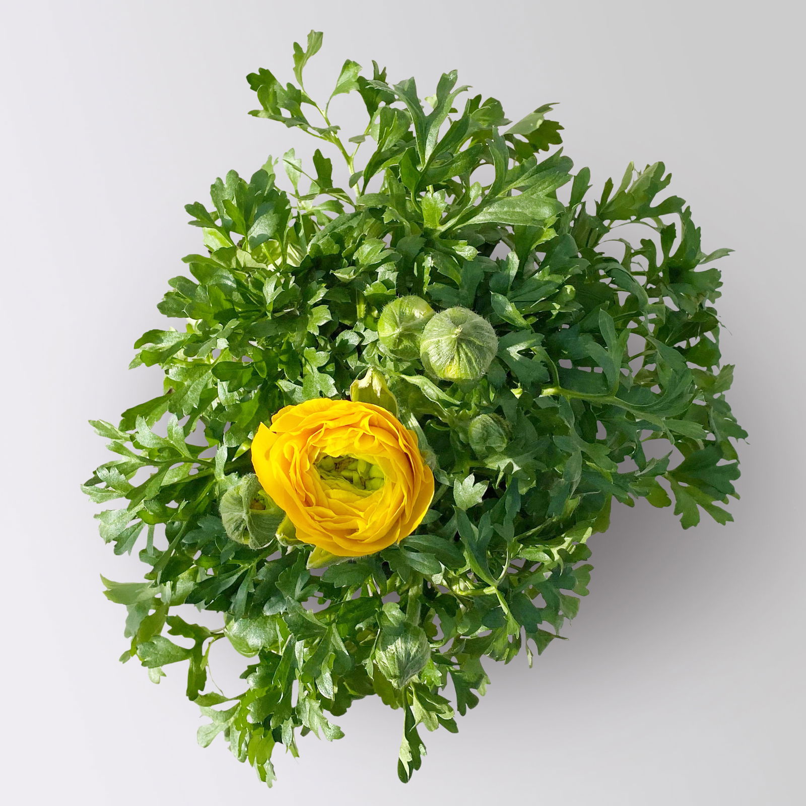 Ranunkel, gelb, Topf-Ø 13 cm, 6 Pflanzen