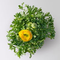 Ranunkel, gelb, Topf-Ø 13 cm, 6 Pflanzen