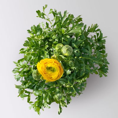 Ranunkel, gelb, Topf-Ø 13 cm, 6 Pflanzen