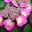 Tellerhortensie Flair & Flavours(R) 'Cotton Candy®', 3er-Set, rosa, Topf 5 Liter