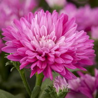 Aster novi-belgii, rosa gefüllt, Topf-Ø 12 cm, 6er-Set