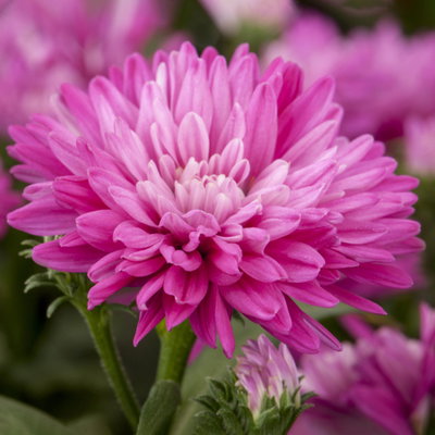 Aster novi-belgii, rosa gefüllt, Topf-Ø 12 cm, 6 Pflanzen Aster novi-belgii, rosa gefüllt, Topf-Ø 12 cm, 6 Pflanzen