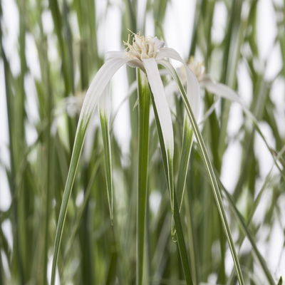 Rhynchospora colorata 'Sternentänzergras', Topf-Ø 10,5 cm, 6 Pflanzen