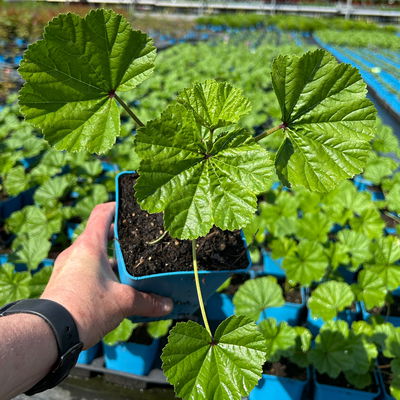 Malve 'Primley Blue' blauviolett, Topf 11x11 cm, 3 Pflanzen Malve 'Primley Blue' blauviolett, Topf 11x11 cm, 3 Pflanzen