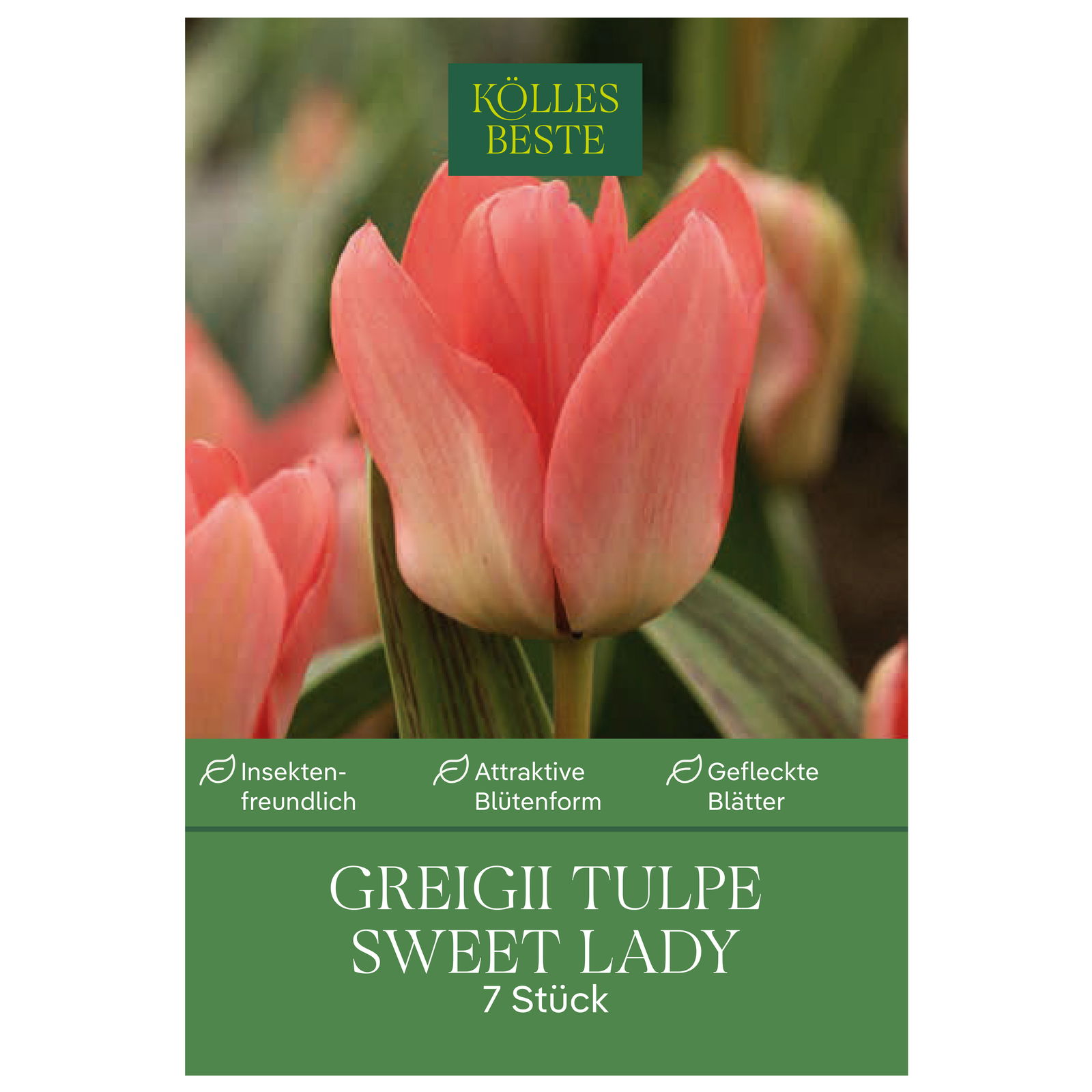 Greigii Tulpen Sweet Lady rosa, 7 Blumenzwiebeln
