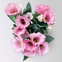 Lisianthus, rosa, Topf-Ø 10,5 cm, 6 Pflanzen