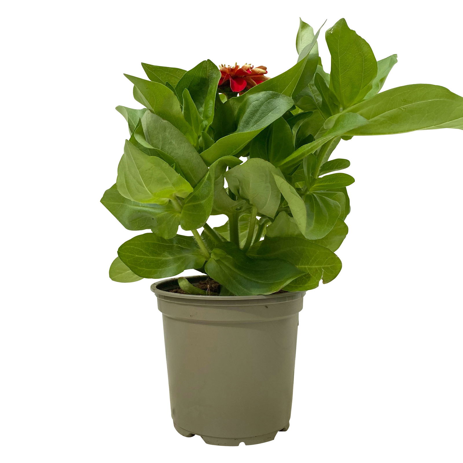 Zinnie, Farbe nach Verfügbarkeit, Topf-Ø 12 cm, 6 Pflanzen