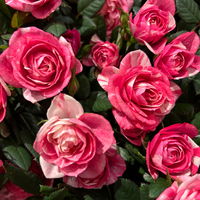 Rose 'Vieve', rosa-weiß, Topf-Ø 10,5 cm, 3 Pflanzen