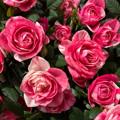 Rose 'Vieve', rosa-weiß, Topf-Ø 10,5 cm, 3 Pflanzen