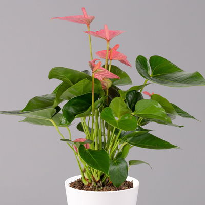 Flamingoblumen, pink inkl. Übertopf Dallas weiß, Topf-Ø 12 cm, 2 Pflanzen Flamingoblumen, pink inkl. Übertopf Dallas weiß, Topf-Ø 12 cm, 2 Pflanzen