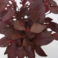 Alternanthera 'Choco Chili', dunkelviolett, Topf 12 cm Ø, 6 Pflanzen