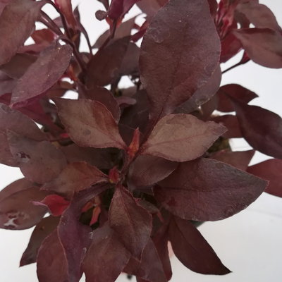 Alternanthera 'Choco Chili', dunkelviolett, Topf-Ø 12 cm, 6 Pflanzen Alternanthera 'Choco Chili', dunkelviolett, Topf-Ø 12 cm, 6 Pflanzen