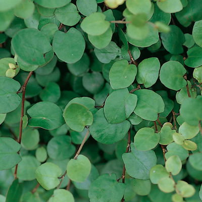 Bio Mühlenbeckia complexa, weiß, Topf-Ø 12 cm, 3 Pflanzen Bio Mühlenbeckia complexa, weiß, Topf-Ø 12 cm, 3 Pflanzen