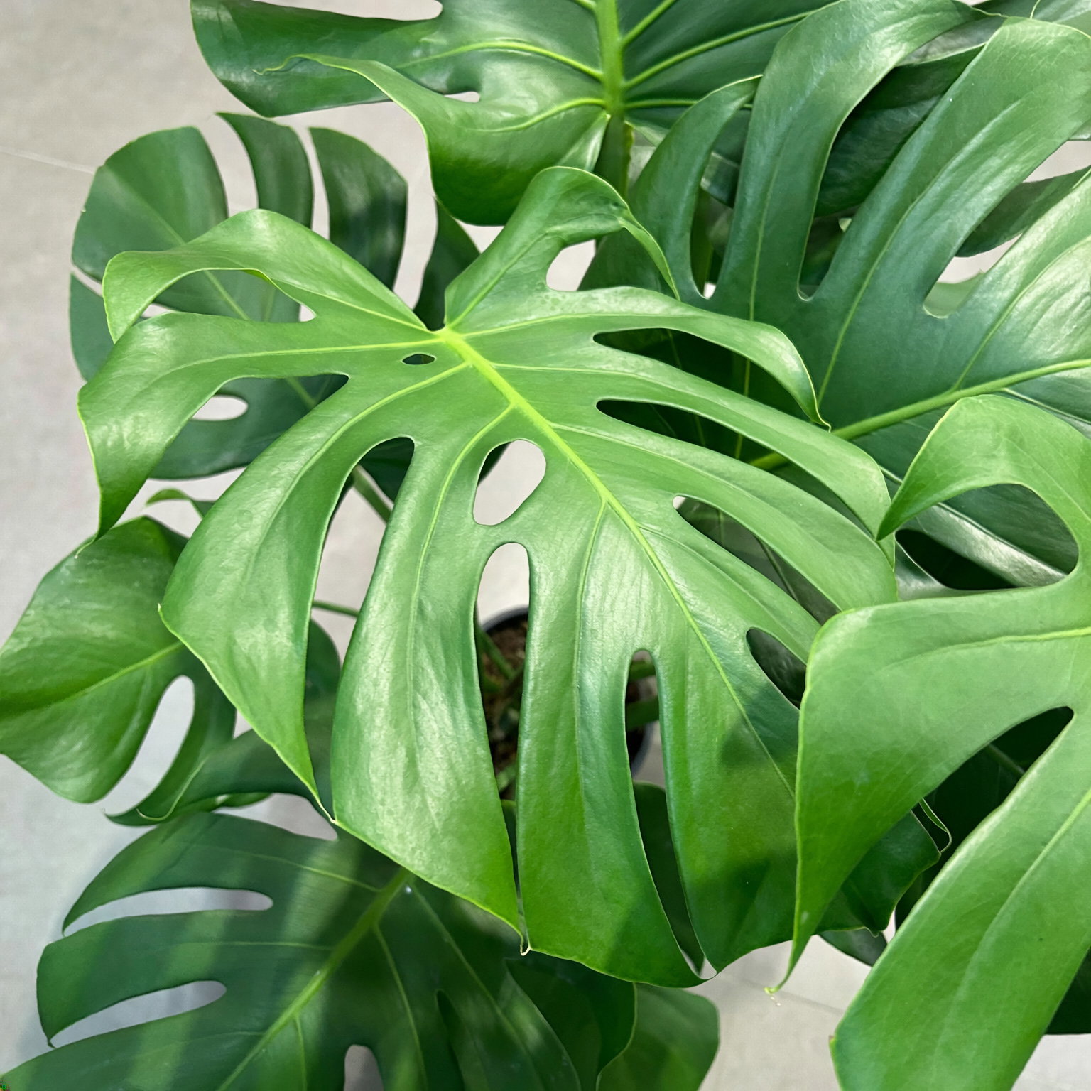 Monstera deliciosa, Busch, Topf-Ø 19 cm, Höhe ca. 80 cm