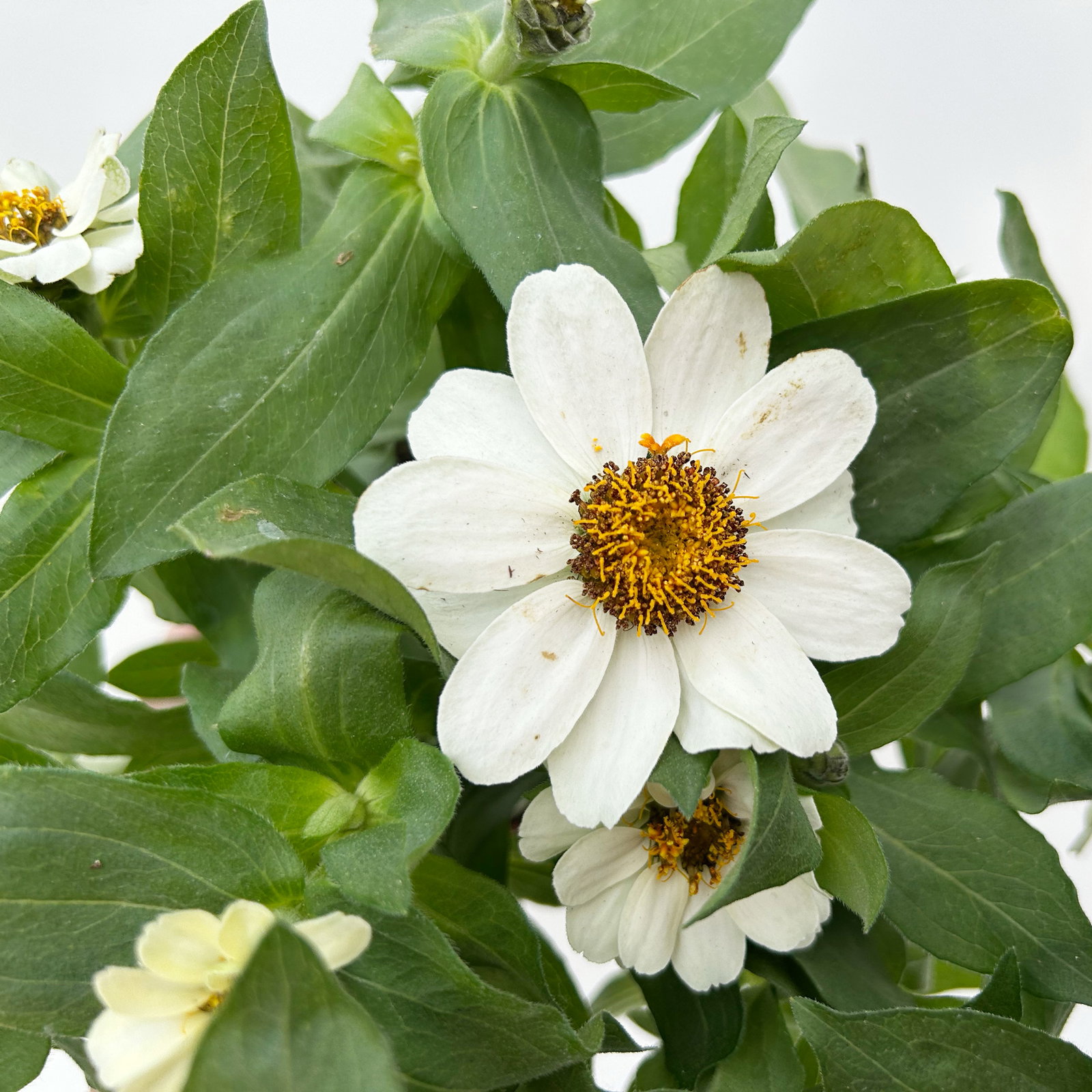 Zinnie, kleinblütig, Farben zufällig, Topf-Ø 12 cm, 6 Pflanzen