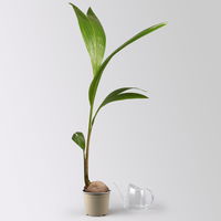 Kokospalme, Topf-Ø 19 cm, Höhe ca. 130 cm