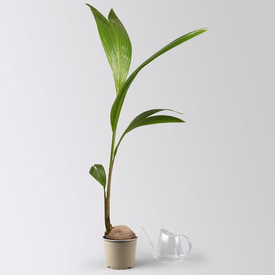 Kokospalme, Topf-Ø 19 cm, Höhe ca. 130 cm