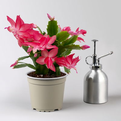 Weihnachtskaktus, rosa, mit Übertopf Dallas weiß, Topf-Ø 12 cm, 2 Pflanzen