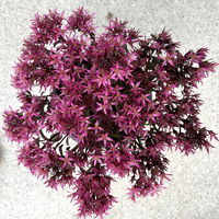 Sedum spurium ''Spot On® Deep Rose', dunkelrosa, Topf-Ø 13 cm, 6er-Set