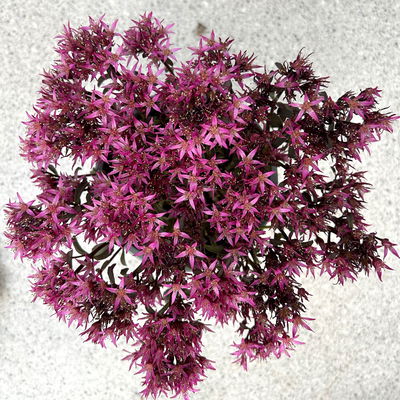 Sedum spurium ''Spot On® Deep Rose', dunkelrosa, Topf-Ø 13 cm, 6er-Set Sedum spurium ''Spot On® Deep Rose', dunkelrosa, Topf-Ø 13 cm, 6er-Set